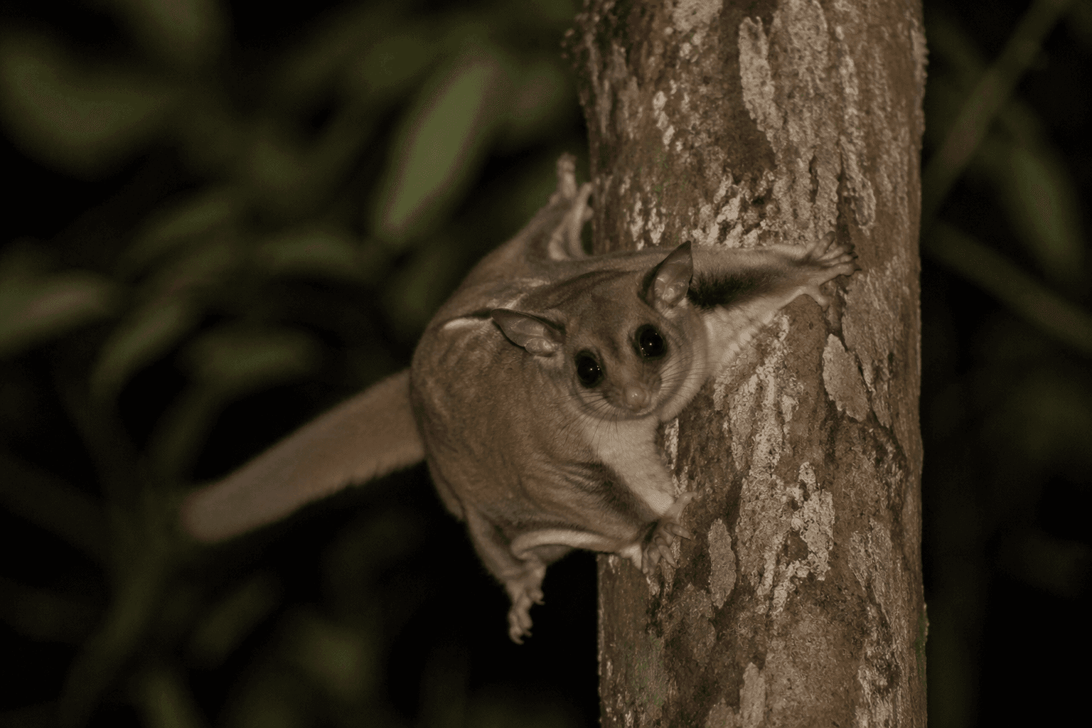 australian elusive glider