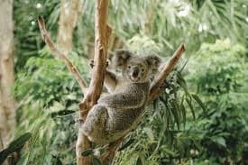 koala