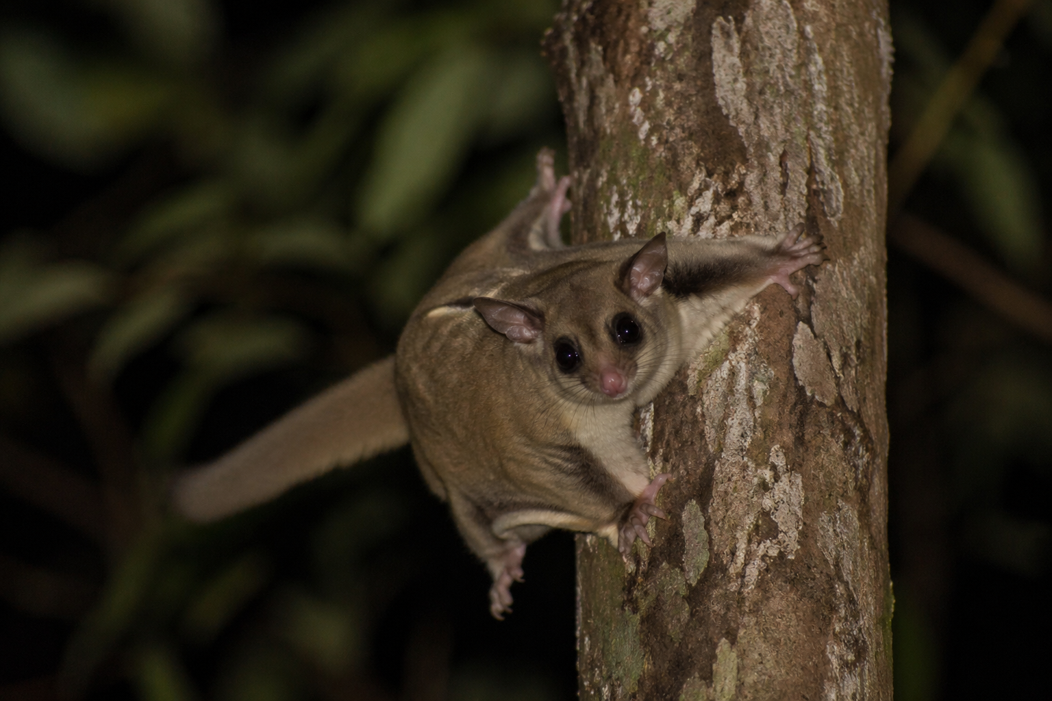 australian elusive glider